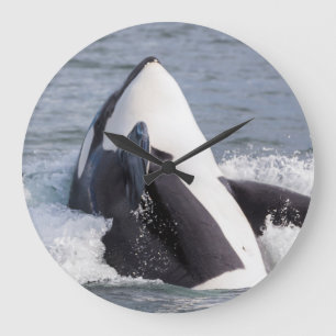Reloj Redondo Grande Orca whale breaching