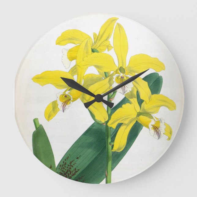 Reloj Redondo Grande Orquídea de Lindenia Amarilla (Anverso)