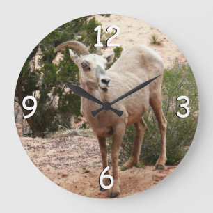 Reloj Redondo Grande Ovejas Bighorn Divertidas en el Parque Nacional Zi