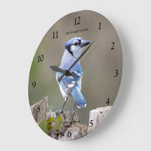 Reloj Redondo Grande Pájaro Cantor Arrullador Azul Lindo Posando en Toc