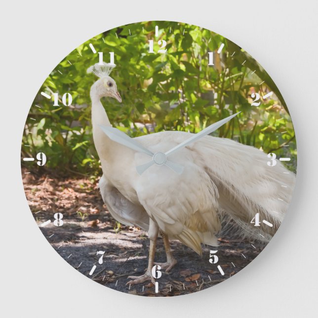 Reloj Redondo Grande Paquetes de pavo real blanco (Anverso)