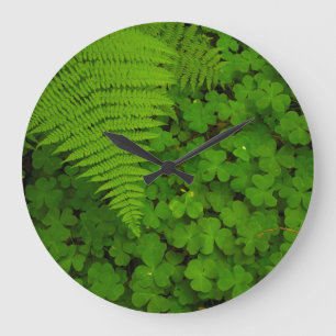 Reloj Redondo Grande Parque Estatal Humboldt Redwood