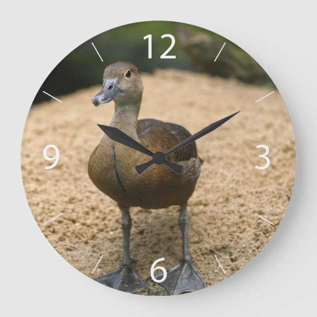 Reloj Redondo Grande Pato curioso (Anverso)