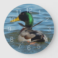 Pato del pato silvestre