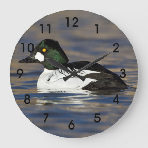 Reloj Redondo Grande Pato macho Goldeneye