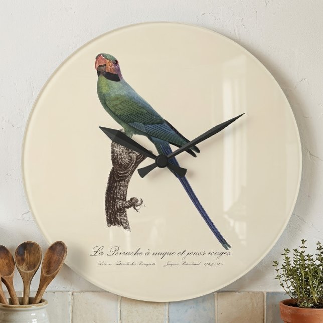 Reloj Redondo Grande Perico Colilargo, Psittacula Longicauda (Long-Tailed Parakeet, Psittacula Longicauda. Large Clock)