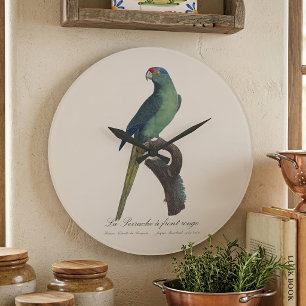 Reloj Redondo Grande Perico Frentianaranjado, Eupsittula Canicularis