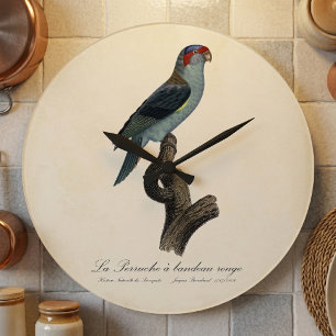 Reloj Redondo Grande Periquito almizclado / Perruche à bandeau rouge