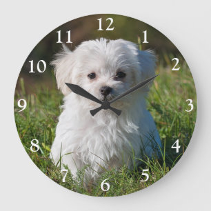 Reloj Redondo Grande Perro de cachorro maltés fino y blanco grande