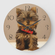 Perro porcino de Yorkshire Terrier