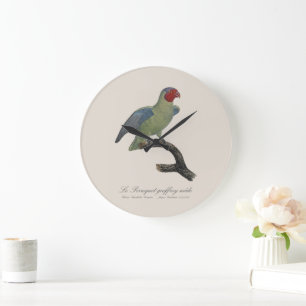 Reloj Redondo Grande Perroquet geoffroy macho / Loro con mejillas rojas