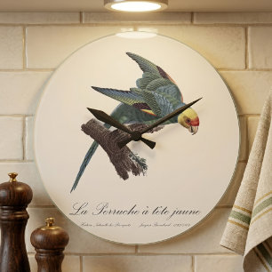 Reloj Redondo Grande Perruche a Tete Jaune / Parakeet Carolina