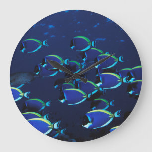Reloj Redondo Grande Pez cirujano azul en polvo en grupo