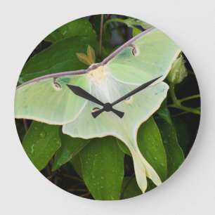Reloj Redondo Grande Polilla de Luna en el Clematis de Carnaby