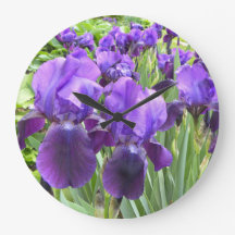Purple Irises in Bloom