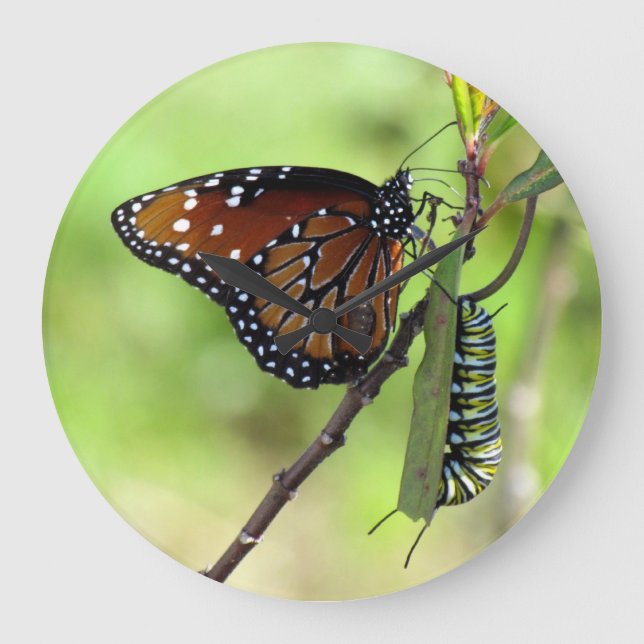 Reloj Redondo Grande Queen Butterfly / Monarch Caterpillar - Wall Clock (Anverso)