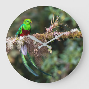 Reloj Redondo Grande Quetzal Resplandeciente en el Bosque Nuboso