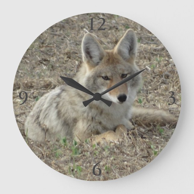 Reloj Redondo Grande R22 Coyote Laying (Anverso)