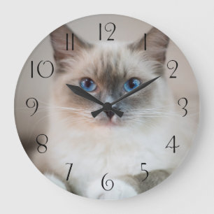Reloj Redondo Grande Ragdoll azul ‎ gato