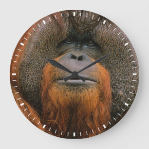 Reloj Redondo Grande Retrato de Orangután macho, Georgia, EE. UU.