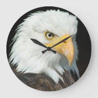 Retrato majestuoso de Eagle calvo