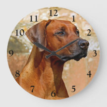 Ridgeback Dog Rhodesia
