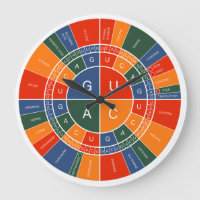 RNA a AMINO ÁCIDO CODON WHEEL