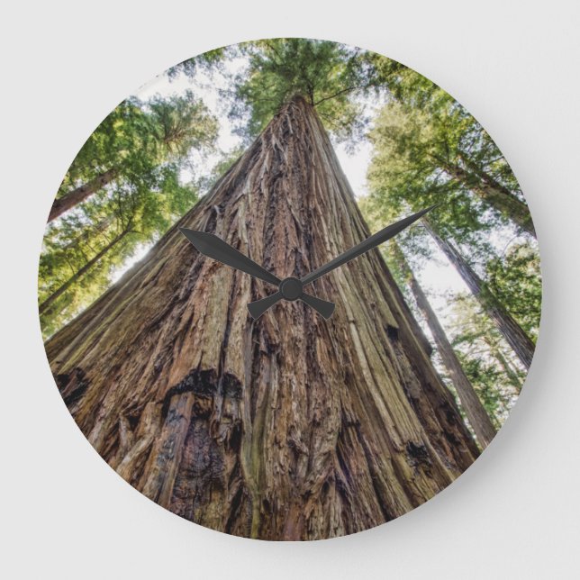 Reloj Redondo Grande Roosevelt Grove (Anverso)