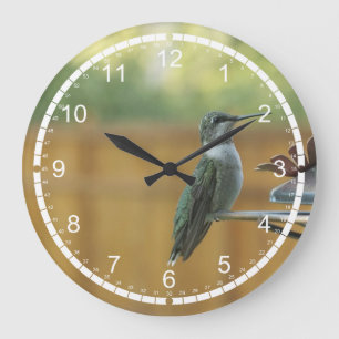 Reloj Redondo Grande Ruby Throated Hummingbird