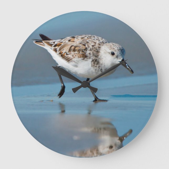 Reloj Redondo Grande Sanderling (Calidris Albe) Feeding On Wet Beach (Anverso)