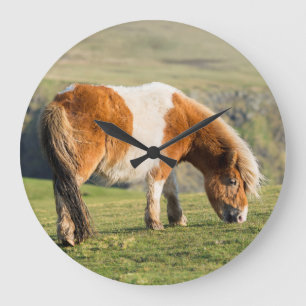 Reloj Redondo Grande Shetland Pony On Pasture Near High Cliffs