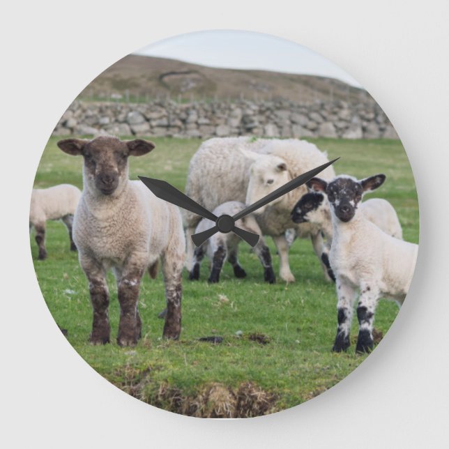 Reloj Redondo Grande Shetland Sheep (Anverso)