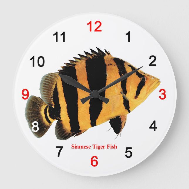 Reloj Redondo Grande Siamese Tiger fish (Anverso)