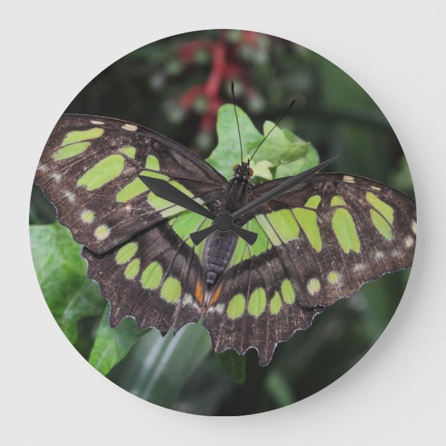 Reloj Redondo Grande Siproeta stelenes (Anverso)