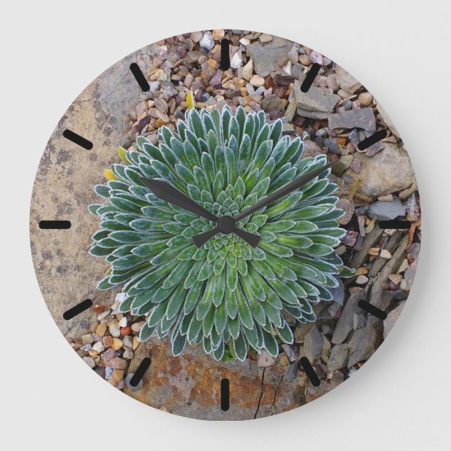 Reloj Redondo Grande Suculenta planta del desierto (Anverso)