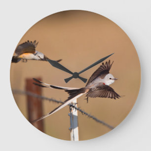 Reloj Redondo Grande Tirano Tijera (Tyrannus Forficatus)