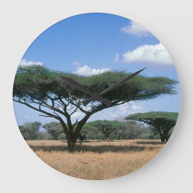 Reloj Redondo Grande Umbrella Thorn Acacia (Acacia tortilis), Mkuze (Anverso)