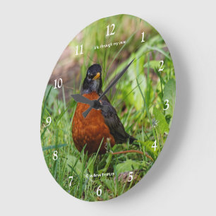 Reloj Redondo Grande Un curioso pájaro cantor petirrojo americano en la