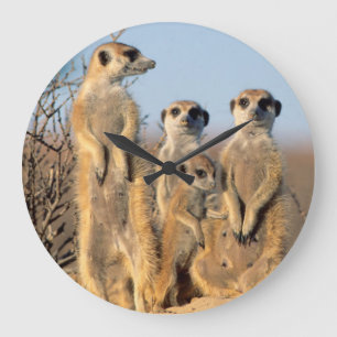 Reloj Redondo Grande Una familia de Suricate que se asolea en su
