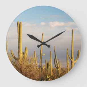 Reloj Redondo Grande USA, Arizona, Saguaro National Park, Saguaro