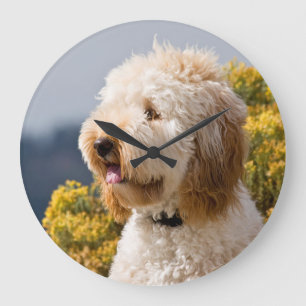 Reloj Redondo Grande USA, California. Portrait Of Labradoodle 3