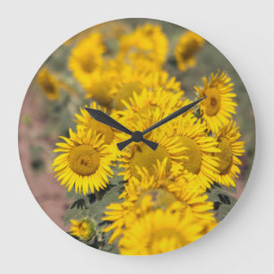 Reloj Redondo Grande USA, Kansas. Sunflowers (Helianthus Annuus)