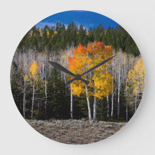 Reloj Redondo Grande Utah, USA. Aspen Trees (Populus Tremuloides) 2