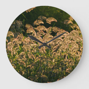 Reloj Redondo Grande Wild Millet (Panicum Sp.) Growing In Wetland
