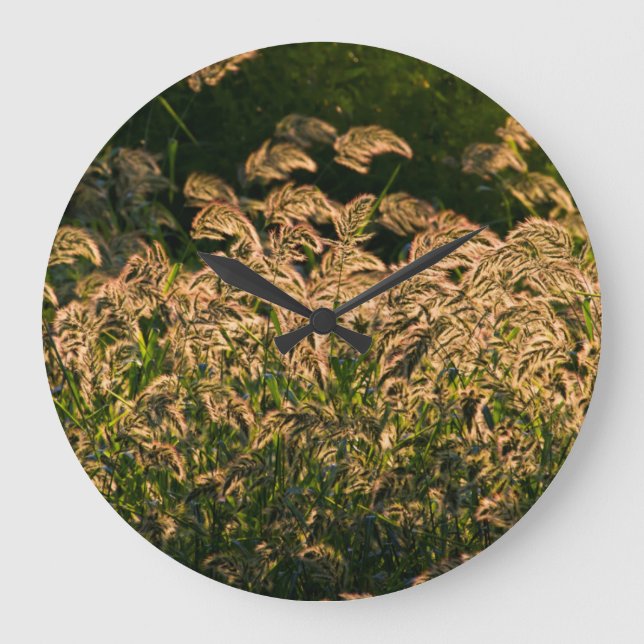 Reloj Redondo Grande Wild Millet (Panicum Sp.) Growing In Wetland (Anverso)