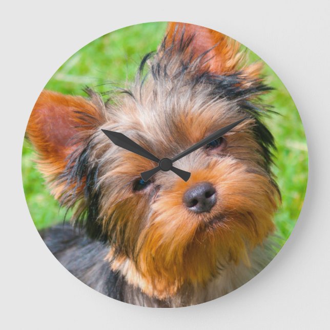 Reloj Redondo Grande Yorkshire Terrier que mira para arriba (Anverso)