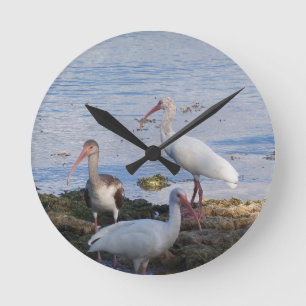 Reloj Redondo Mediano 3 Ibis en la orilla de la bahía de la Florida
