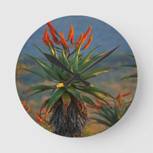 Reloj Redondo Mediano Aloe de Montaña (Aloe Marlothii Berger) 2