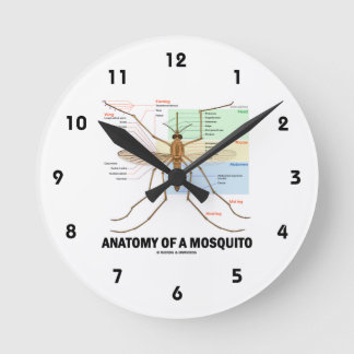 Reloj Redondo Mediano Anatomía De Un Mosquito (Entomología)