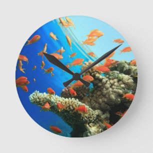 Reloj Redondo Mediano Anthias de Lyretail en el arrecife de coral
